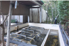 露店気持ちいい